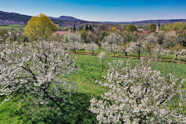 Deutschland Pretzfeld Kirschblüte