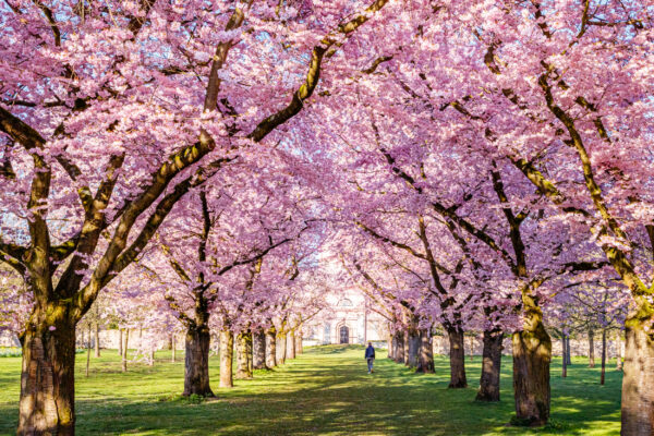 Deutschland Schwetzingen Kirschblüte