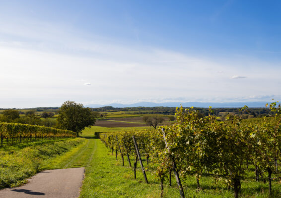 Deutschland Muellheim Weinberge