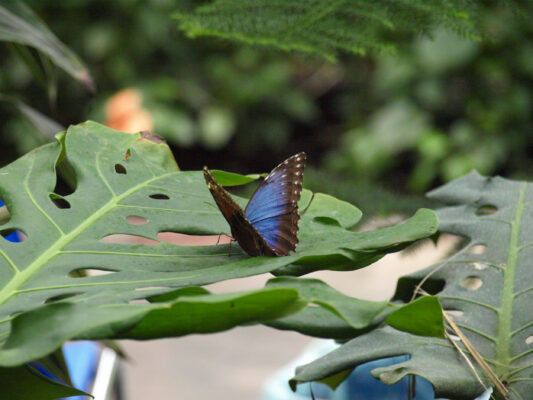 Usedom Urlaub: Schmetterlingsfarm