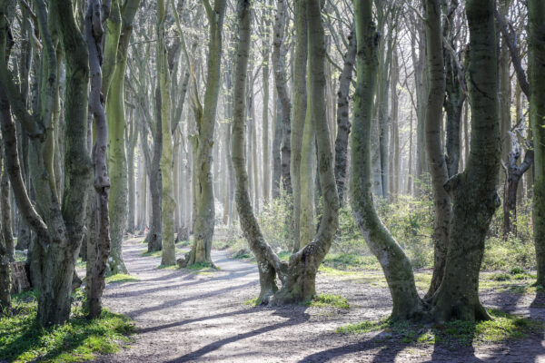 Gespensterwald Ostsee