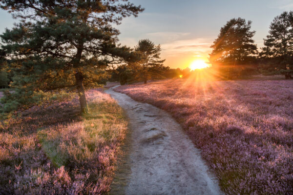 Deutschland Lueneburger Heide