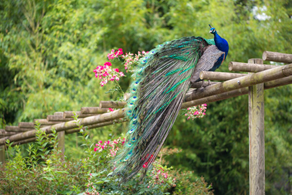 Oldenburg Botanischer Garten Pfau