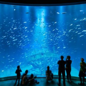 Ozeaneum Stralsund Aquarium