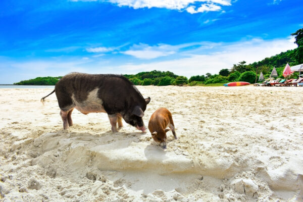 Thailand Koh Madsum Schweine