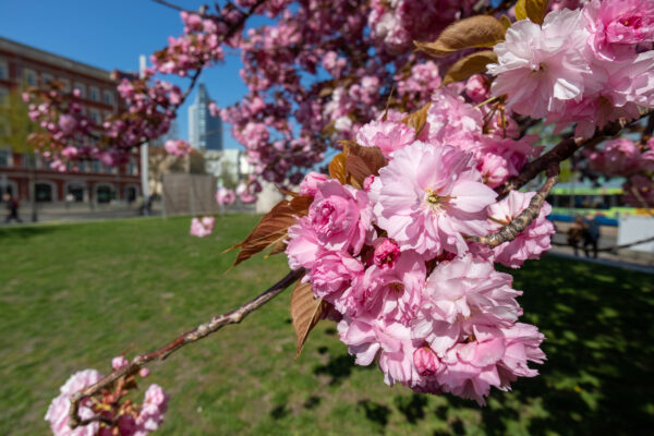 Deutschland Magdeburg Kirschblüten