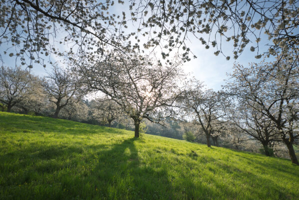 Deutschland Hessen Witzenhausen Kirschblüte