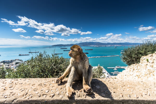 Gibraltar Barbary Macaque Affe