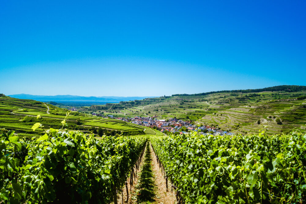 Baden Württemberg Oberbergen Weinberge