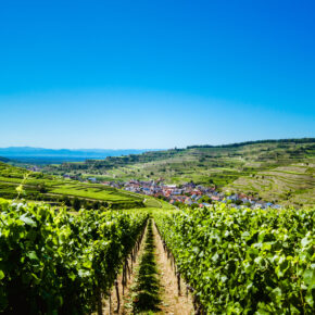 Die Top 5 der schönsten Weinanbaugebiete in Deutschland