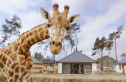 Kurztrip der besonderen Art: 3 Tage im coolen Safari Resort umgeben von Tieren inklusive Früh...