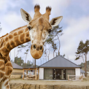 safri-hotel-beekse-bergen-giraffe