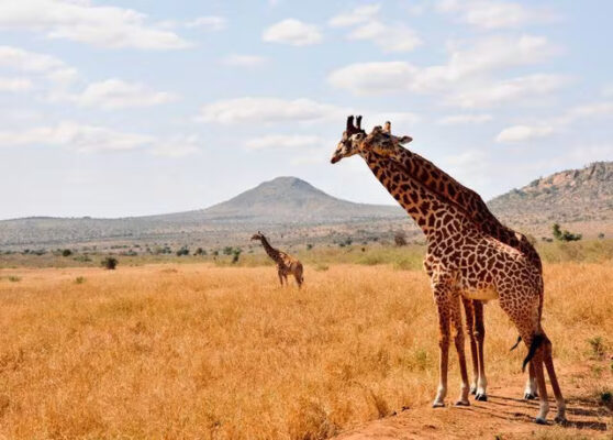 kenia-safari-giraffen