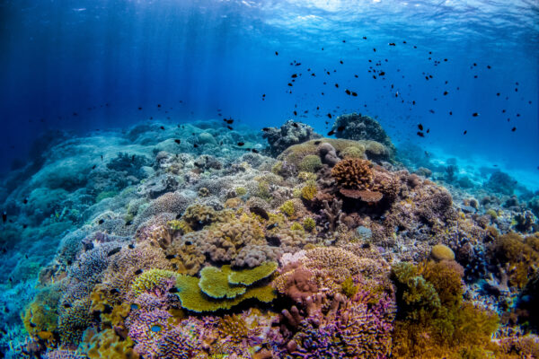 Philippinen Sulusee Tauchen- Pristine Tubbataha Riff