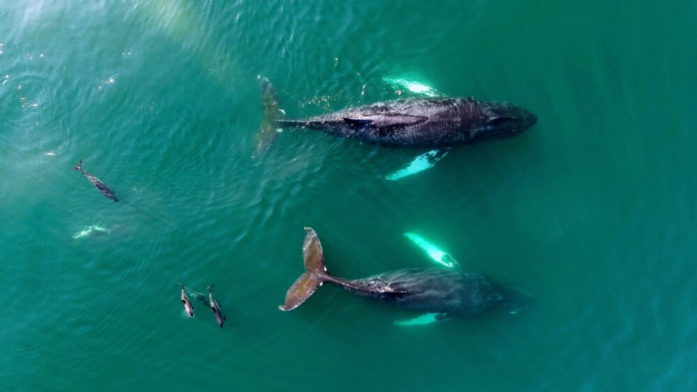 Wale und Delphine in der Bay of Fundy