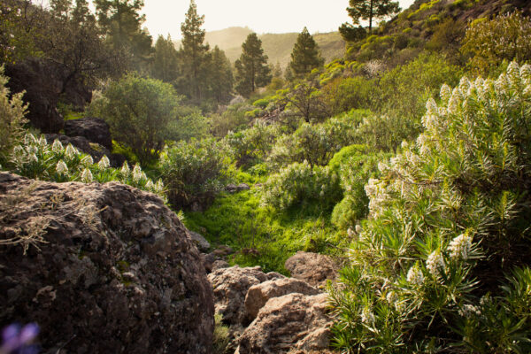 Gran Canaria Reserva Natural Integral de Inagua