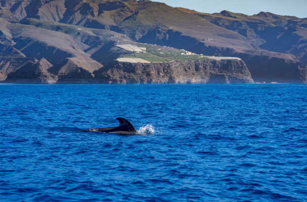 Spanien La Gomera Valle Gran Rey Whalewatching