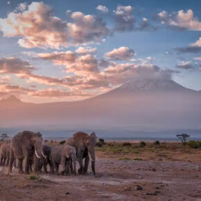 Kenia-Safari: 9 Tage inkl. TOP Unterkünfte, Vollpension, Flug und Transfers nur 1659€