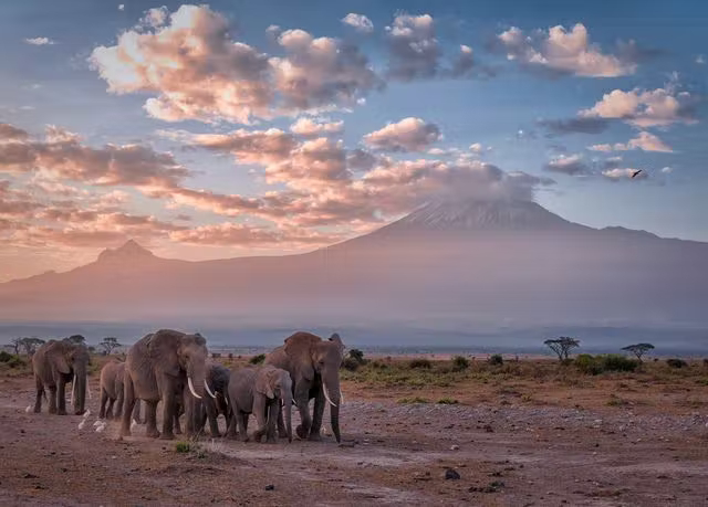 kenia-safari-elefanten