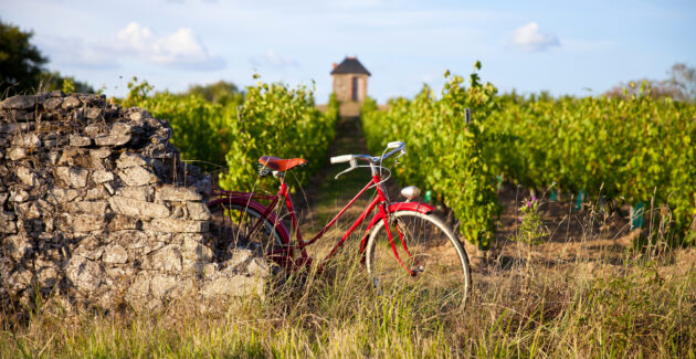 Frankreich Burgund Fahrrad Weinberg