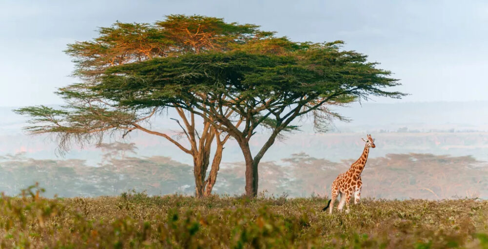 südafrika-royal-kruger-lodge-giraffe