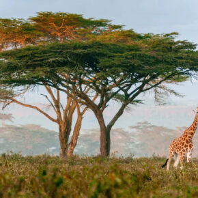 Südafrika: 9 Tage im TOP 4* Hotel inkl. Vollpension, Flug, Transfer, Safari & Extras nur 1384€