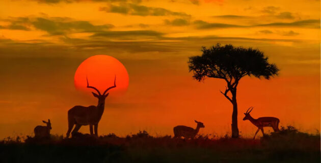 suedafrika-royal-kruger-lodge-sonnenuntergang