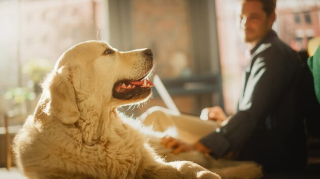 Ferienhaus Ferienwohnung Urlaub mit Hund