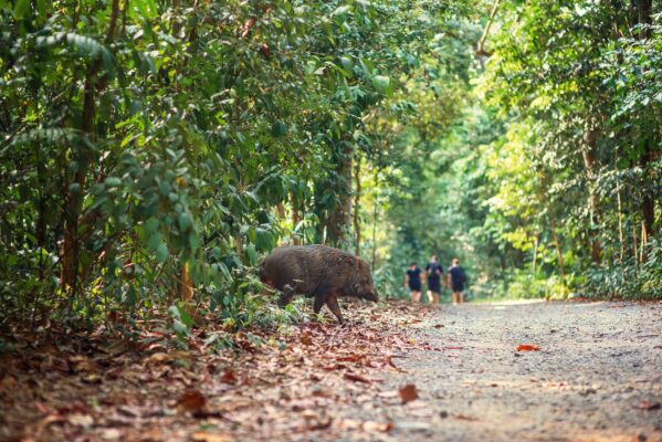 Wildschweine Pulau Ubin Island vor Singapur