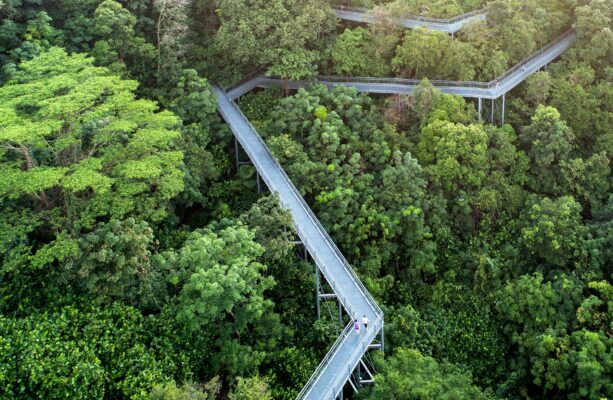 Singapur Southern Ridges Park Treewalk Baumwipfelpfad Wandern Hiken