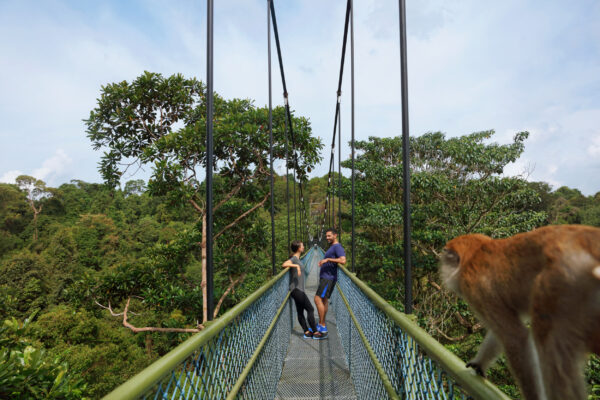 Singapur Treetop Walk Langschwanzmakaken im MacRitchie Reservoir