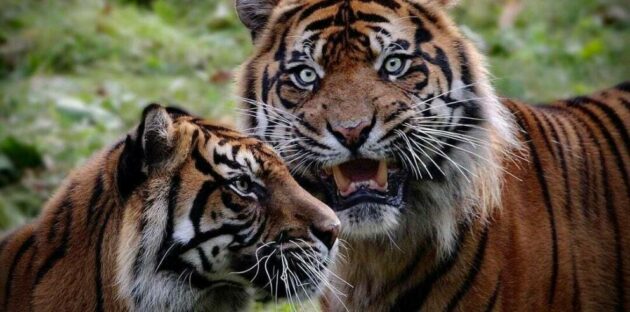 Burgers Zoo NL