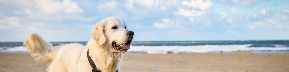 niederlande hund scheveningen strand panorama