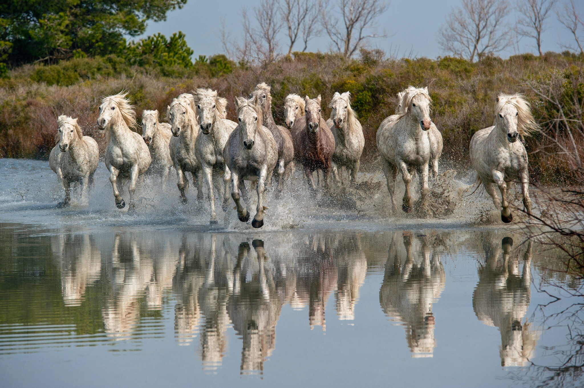 Camargue Tipps Unserer Highlights im Überblick