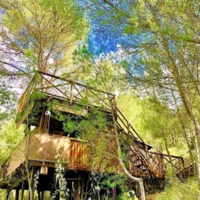 Mallorca mal anders: 6 Tage mit fancy Baumhaus im Hochsommer 2024 nur 412€