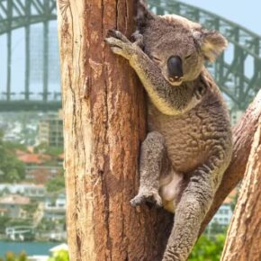 Einzigartiges Abenteuer: 21 Tage Australien Rundreise inkl. Unterkünfte, Flüge & Transfers ab 3323€