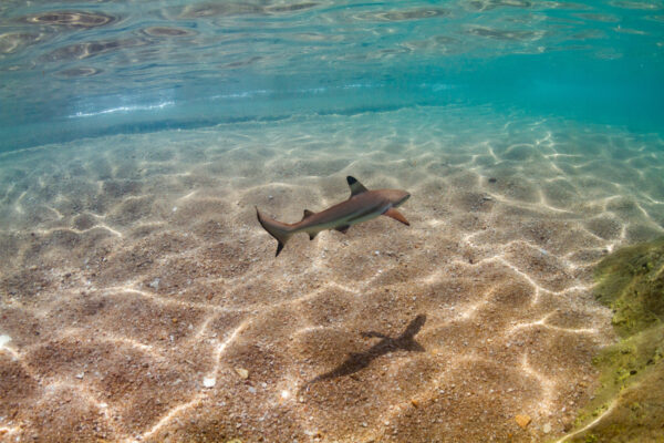 Thailand Koh Tao Baby Black Tip Shark at Hin Wong Bay