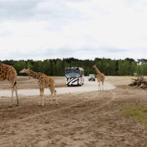 Kurztrip der besonderen Art: 2 Tage im coolen Safari Park umgeben von Tieren inkl. Übernachtung im Premium Hotel nur 75€