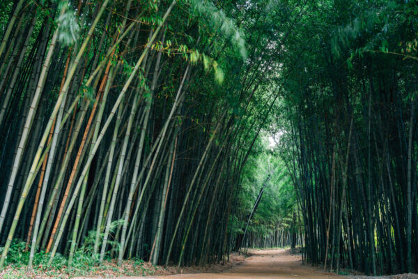 Suedkorea Bamboo Forest