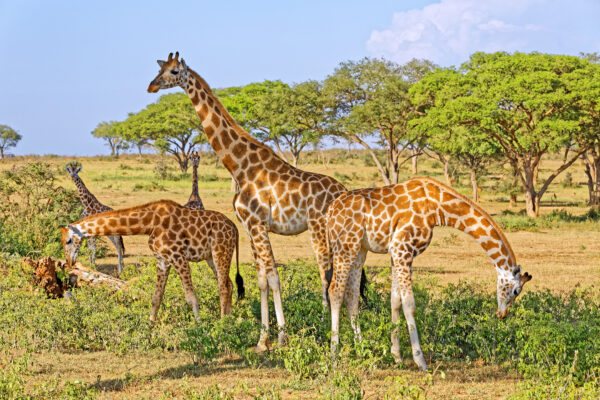 Uganda Giraffen Murchison Fall NP