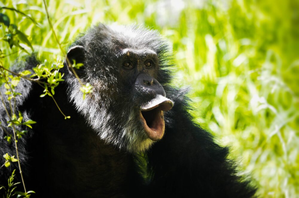 Funny,Laughing,Gorilla,In,Free,Nature.