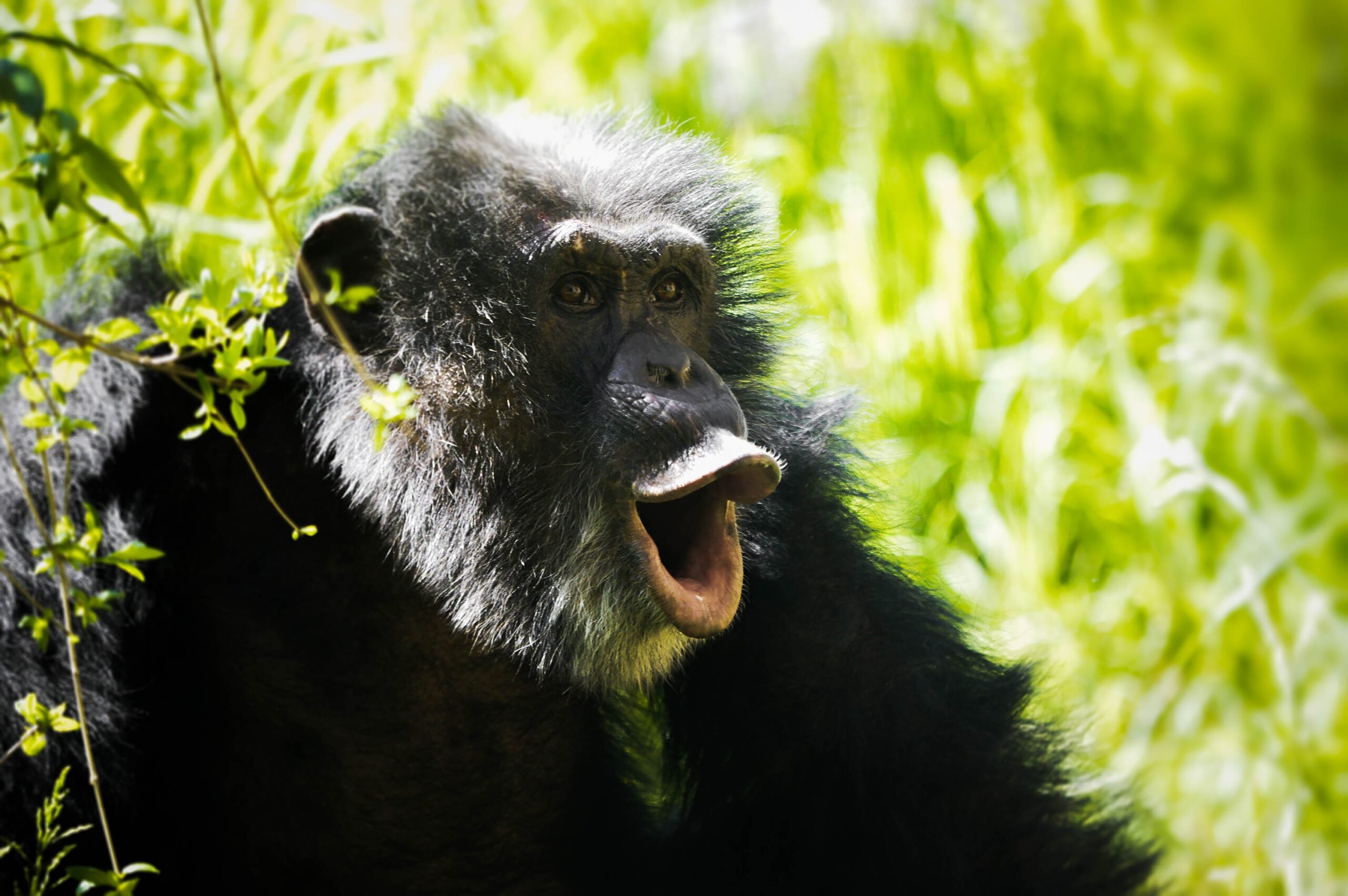 Uganda