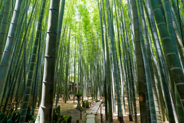 Japan Kamakura Bambuswald