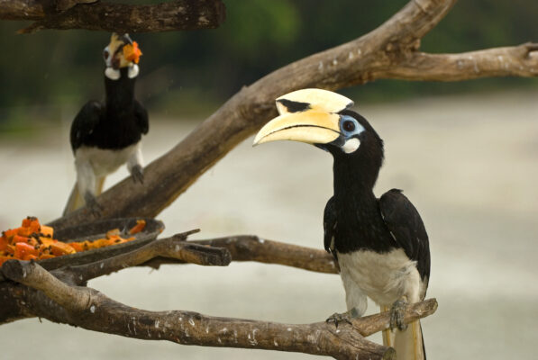 Malaysia Pangkor Nashornvogel