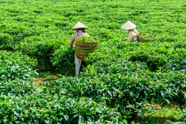 Vietnam Thai Nguyen Teeplantage
