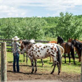 Kanada Saskatchewan Ranch Pferde Reiten