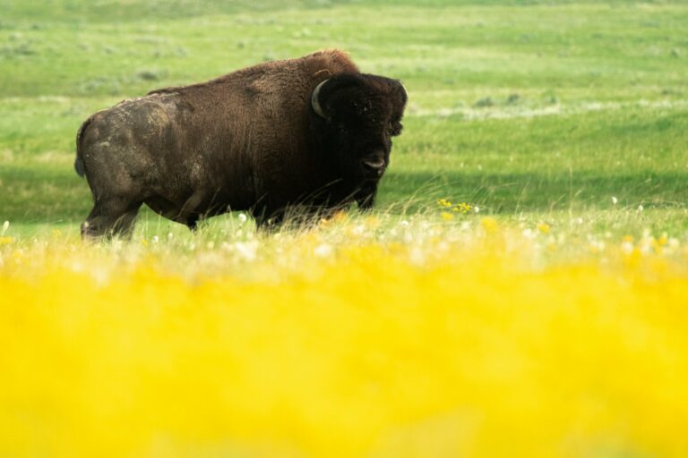 Saskatchewan Safari – Tiere in Kanadas Prärieprovinz