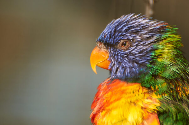 Deutschland Bochum Tierpark