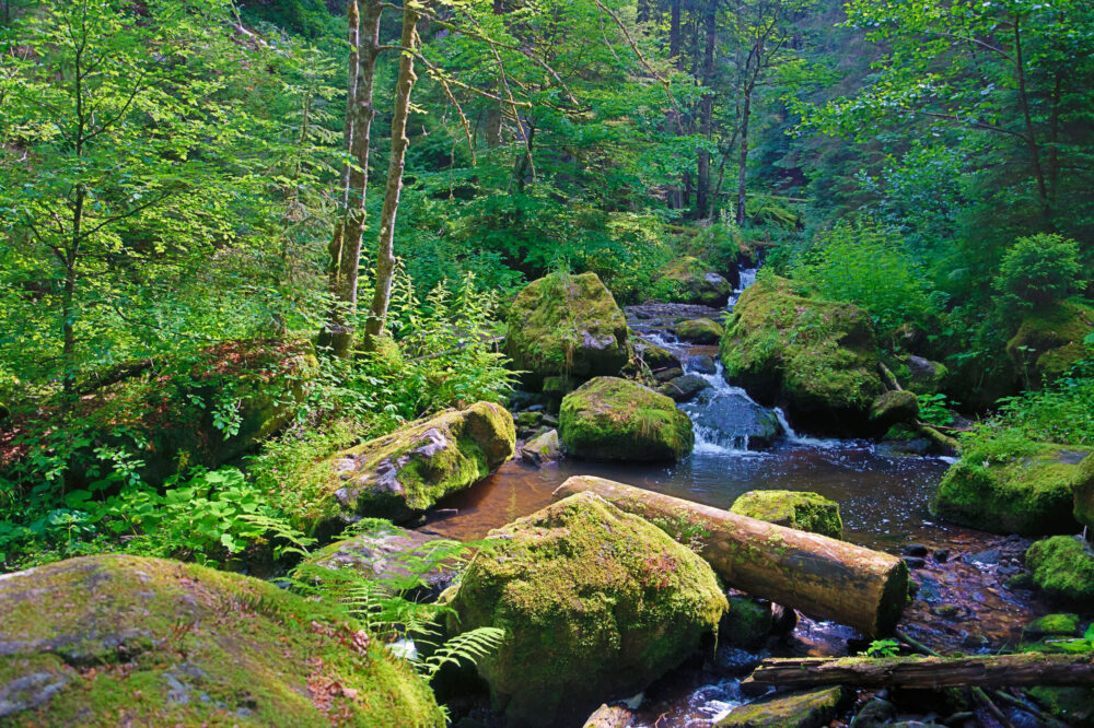 Wutachschlucht Schwarzwald Baden-Württemberg