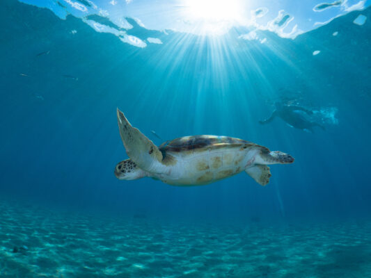 Curacao Schildkröte im Meer